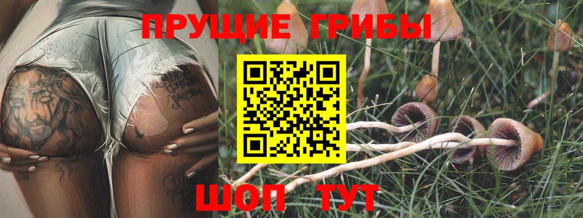 Балашов  Псилоцибиновые грибы прущие грибы  Вход с VPN 